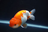 Juvenile Lionchu  Red White 3 Inch (ID#917R11a-82) Free2Day SHIPPING