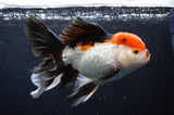 Thai Oranda  Tricolor 5.5 Inch (ID#418T2c-124) Free2Day SHIPPING