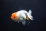 Juvenile Lionchu  Red White 3.5 Inch (ID#0113R11a-10) Free2Day SHIPPING