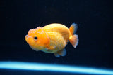 Ranchu  Red White 2.5 Inch (ID#1122R1c-76) Free2Day SHIPPING