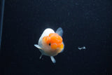 Juvenile Lionchu  Red White 3.5 Inch (ID#0113R11a-10) Free2Day SHIPPING