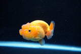 Ranchu  Red White 2.5 Inch (ID#1122R1c-76) Free2Day SHIPPING