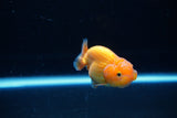 Ranchu  Red White 2.5 Inch (ID#1122R1c-76) Free2Day SHIPPING