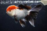 Thai Oranda  Tricolor 5.5 Inch (ID#418T2c-124) Free2Day SHIPPING