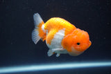 Juvenile Lionchu  Red White 3 Inch (ID#917R11a-83) Free2Day SHIPPING