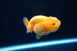 Ranchu  Red White 2.5 Inch (ID#1122R1c-76) Free2Day SHIPPING