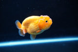 Ranchu  Red White 2.5 Inch (ID#1122R1c-76) Free2Day SHIPPING