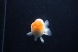 Juvenile Lionchu  Red White 3.5 Inch (ID#0113R11a-10) Free2Day SHIPPING