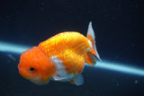 Juvenile Lionchu  Red White 3 Inch (ID#917R11a-83) Free2Day SHIPPING