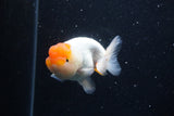 Juvenile Lionchu  Red White 3.5 Inch (ID#0113R11a-10) Free2Day SHIPPING