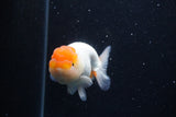 Juvenile Lionchu  Red White 3.5 Inch (ID#0113R11a-10) Free2Day SHIPPING