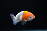 Ranchu  Sakura 3 Inch (ID#1122R1c-77) Free2Day SHIPPING