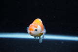 Ranchu  Sakura 3 Inch (ID#1122R1c-77) Free2Day SHIPPING