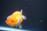 Juvenile Lionchu  Red White 3 Inch (ID#917R11a-83) Free2Day SHIPPING