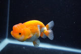 Juvenile Lionchu  Red White 3.5 Inch (ID#0113R11a-11) Free2Day SHIPPING