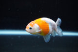 Ranchu  Sakura 3 Inch (ID#1122R1c-77) Free2Day SHIPPING