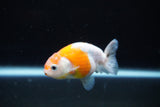 Ranchu  Sakura 3 Inch (ID#1122R1c-77) Free2Day SHIPPING