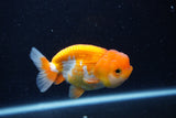 Juvenile Lionchu  Red White 3.5 Inch (ID#0113R11a-11) Free2Day SHIPPING