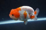 Juvenile Lionchu  Red White 3 Inch (ID#917R11a-84) Free2Day SHIPPING