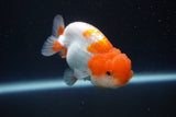 Juvenile Lionchu  Red White 3 Inch (ID#917R11a-84) Free2Day SHIPPING