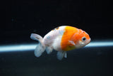 Ranchu  Sakura 3 Inch (ID#1122R1c-77) Free2Day SHIPPING