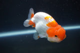 Juvenile Lionchu  Red White 3 Inch (ID#917R11a-84) Free2Day SHIPPING