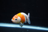 Ranchu  Sakura 3 Inch (ID#1122R1c-77) Free2Day SHIPPING