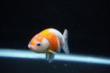 Ranchu  Sakura 3 Inch (ID#1122R1c-77) Free2Day SHIPPING