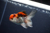 Juvenile Thai Oranda  Tricolor 3.5 Inch (ID#1029To13b-93) Free2Day SHIPPING