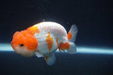 Juvenile Lionchu  Red White 3 Inch (ID#917R11a-84) Free2Day SHIPPING