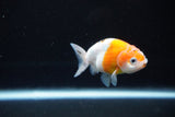 Ranchu  Sakura 3 Inch (ID#1122R1c-77) Free2Day SHIPPING