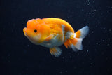 Juvenile Lionchu  Red White 3.5 Inch (ID#0113R11a-11) Free2Day SHIPPING