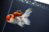 Juvenile Thai Oranda  Tricolor 3.5 Inch (ID#1029To13b-93) Free2Day SHIPPING