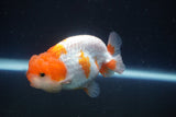 Juvenile Lionchu  Red White 3 Inch (ID#917R11a-84) Free2Day SHIPPING