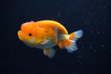 Juvenile Lionchu  Red White 3.5 Inch (ID#0113R11a-11) Free2Day SHIPPING