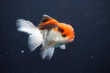 Juvenile Thai Oranda  Tricolor 3.5 Inch (ID#1029To13b-93) Free2Day SHIPPING