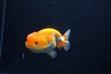 Juvenile Lionchu  Red White 3.5 Inch (ID#0113R11a-11) Free2Day SHIPPING