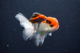 Juvenile Thai Oranda  Tricolor 3.5 Inch (ID#1029To13b-93) Free2Day SHIPPING