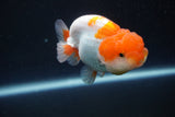 Juvenile Lionchu  Red White 3 Inch (ID#917R11a-84) Free2Day SHIPPING