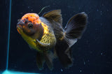 Thai Oranda  Red Black 5.5 Inch (ID#422T2c-115) Free2Day SHIPPING