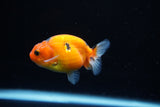 Ranchu  Calico 2.5 Inch (ID#1122R1c-78) Free2Day SHIPPING