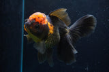 Thai Oranda  Red Black 5.5 Inch (ID#422T2c-115) Free2Day SHIPPING
