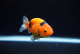 Ranchu  Calico 2.5 Inch (ID#1122R1c-78) Free2Day SHIPPING