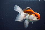 Juvenile Thai Oranda  Tricolor 3.5 Inch (ID#1029To13b-93) Free2Day SHIPPING