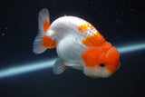 Juvenile Lionchu  Red White 3 Inch (ID#917R11a-84) Free2Day SHIPPING