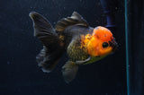 Thai Oranda  Red Black 5.5 Inch (ID#422T2c-115) Free2Day SHIPPING