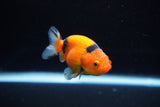 Ranchu  Calico 2.5 Inch (ID#1122R1c-78) Free2Day SHIPPING