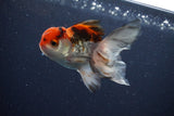 Juvenile Thai Oranda  Tricolor 3.5 Inch (ID#1029To13b-93) Free2Day SHIPPING