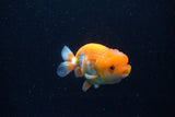 Juvenile Lionchu  Red White 3.5 Inch (ID#0113R11a-11) Free2Day SHIPPING