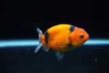 Ranchu  Calico 2.5 Inch (ID#1122R1c-78) Free2Day SHIPPING